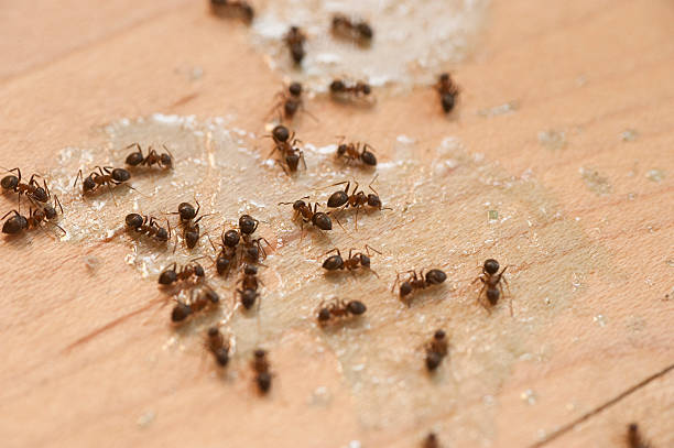 Best Pest Inspection Near Me  in Waverly, NE